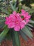 Nerium oleander. It is aÂ poisonous shrub.commonly used in gardens